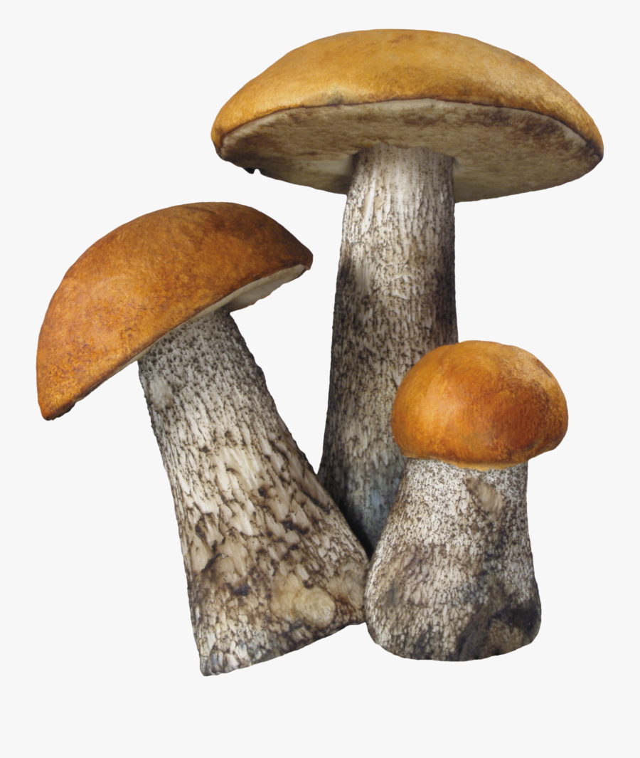 Fungi Png - Mushroom Png, Transparent Clipart