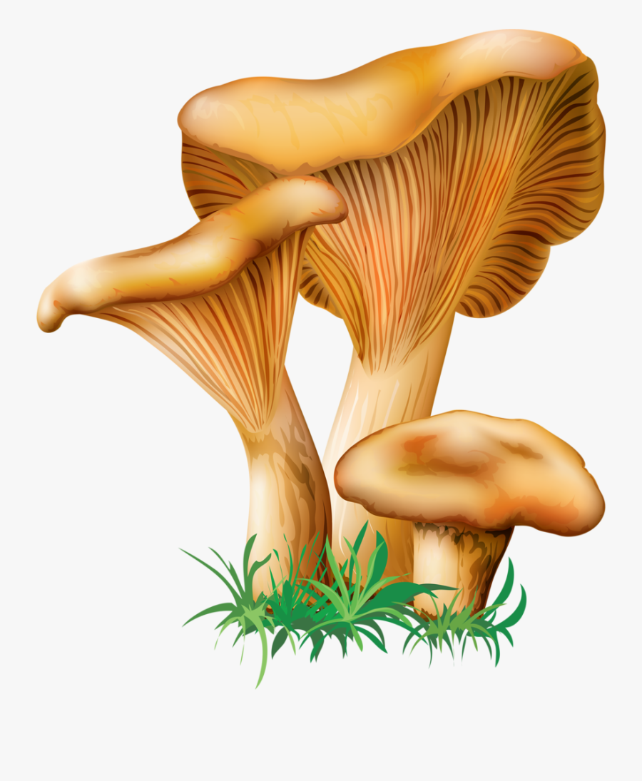 Mushrooms Vector Free Png, Transparent Clipart