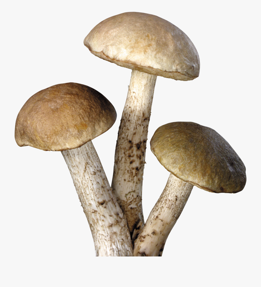 Mushroom Png Image - Transparent Psychedelic Mushroom Png, Transparent Clipart