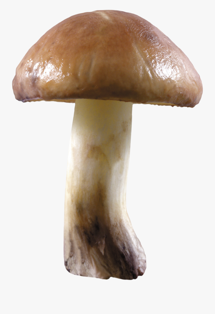Mushroom Png Image - Mushroom Png, Transparent Clipart