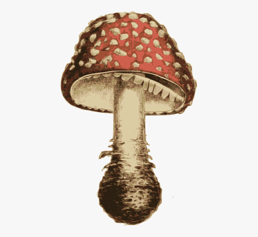 Medicinal Mushroom,mushroom,agaric - Agaric, Transparent Clipart