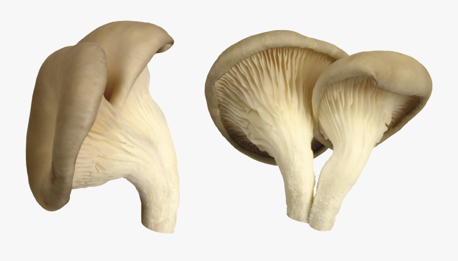 Mushroom Png Image - Mushroom Png, Transparent Clipart
