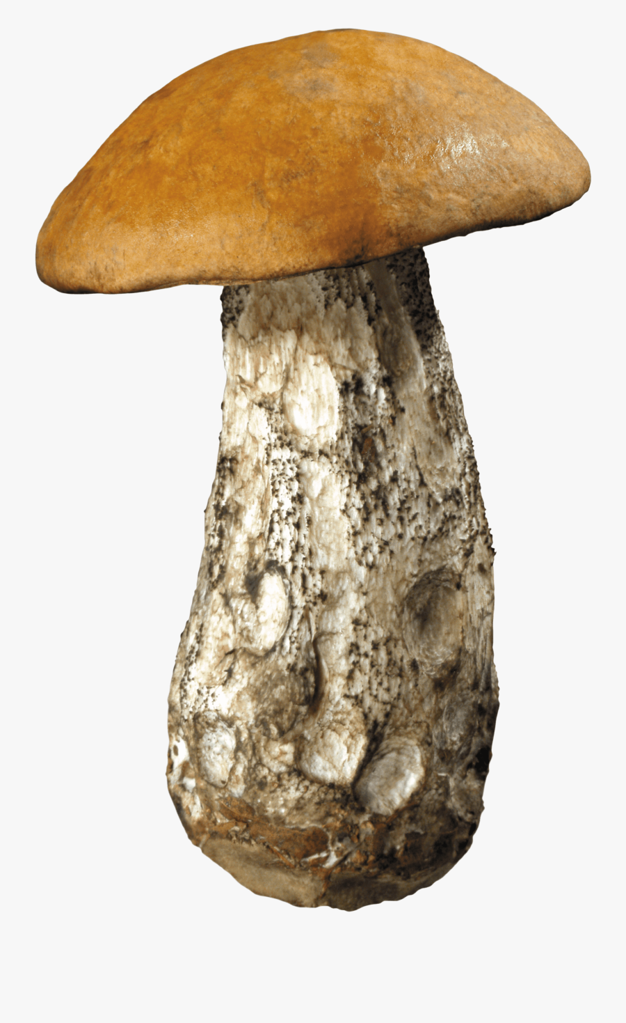Mushrooms Clipart Portobello Mushroom - Forest Mushrooms Png, Transparent Clipart