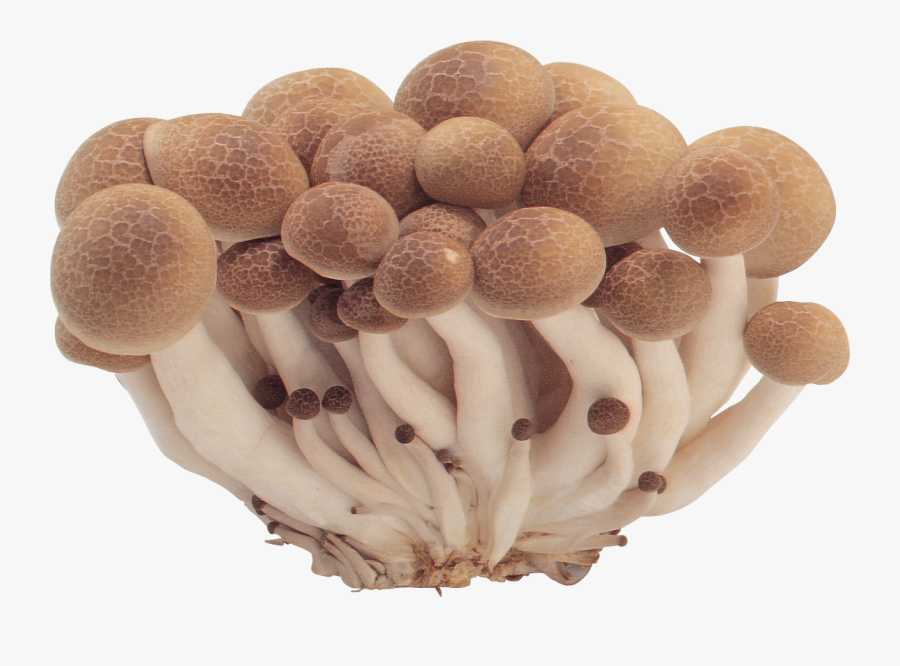 Mushroom Png Images Free - Mushroom Png, Transparent Clipart