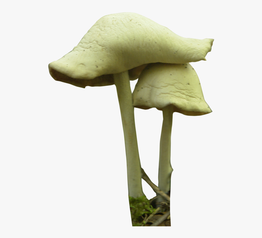 Fungus - Plant Fungi Png, Transparent Clipart