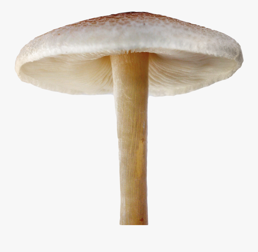 Download Mushroom Png File For Designing Project - Transparent Background Mushroom Png, Transparent Clipart