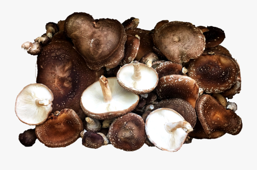 Clip Art Earthstar Mushroom - Shiitake, Transparent Clipart