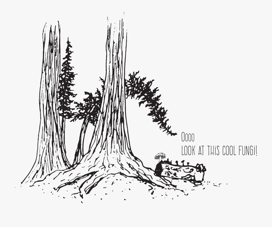 Clip Art Drawn Forest - Roots Tree Drawing, Transparent Clipart