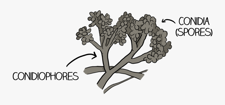 Illustration, Transparent Clipart