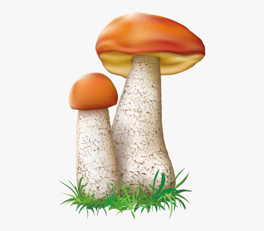 Grzyby Grafika, Transparent Clipart