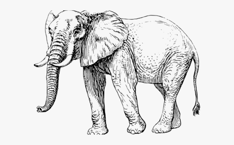 Mammal Cliparts - Elephant Illustration Black And White, Transparent Clipart