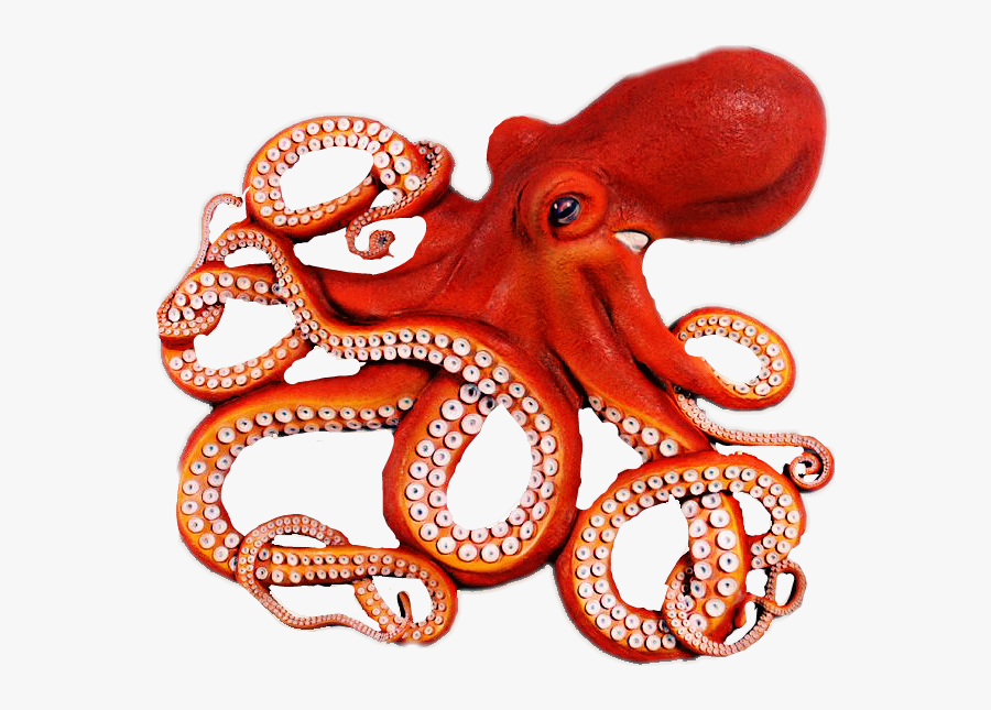 Clipart Octopus Octopus Tentacle - Octopus Fish , Free Transparent