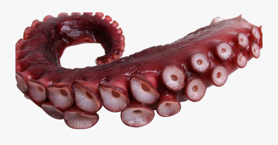 #tentacle #octopus #freetoedit - Octopus Png, Transparent Clipart