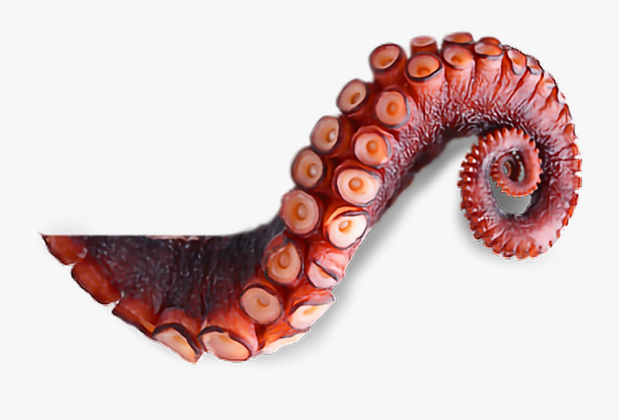 Clip Art Octopus Photography - Transparent Background Octopus Tentacle Png, Transparent Clipart