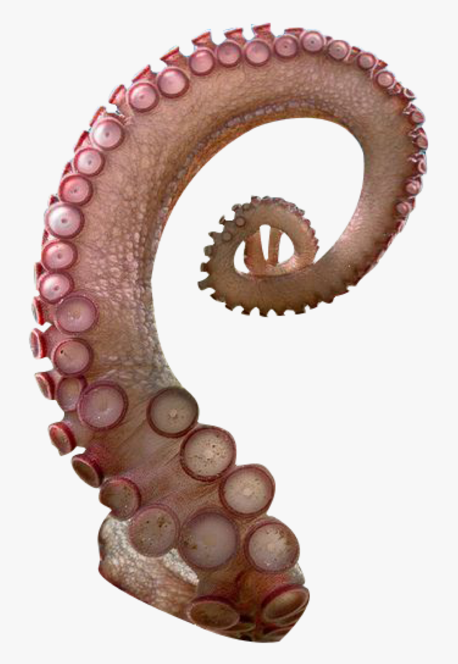 #tentacle #octopus #freetoedit - Octopus Tentacles Png, Transparent Clipart