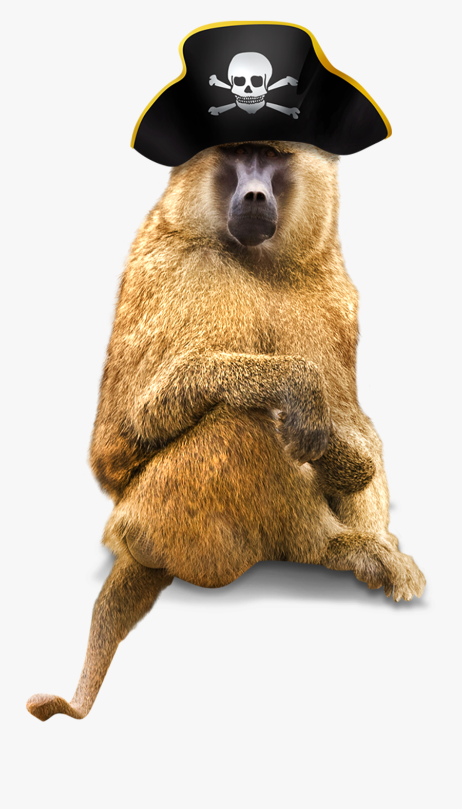 Clip Art Monkey Wearing Hat - Macaco Pirata Png, Transparent Clipart