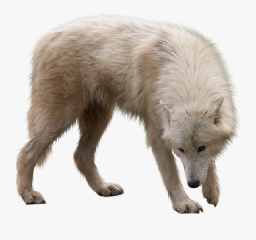 Transparent Wolf Cub Clipart - White Wolf Png Transparent, Transparent Clipart