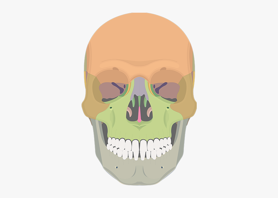 Anterior Skull Bones - Anterior View Of Skull Not Labeled, Transparent Clipart