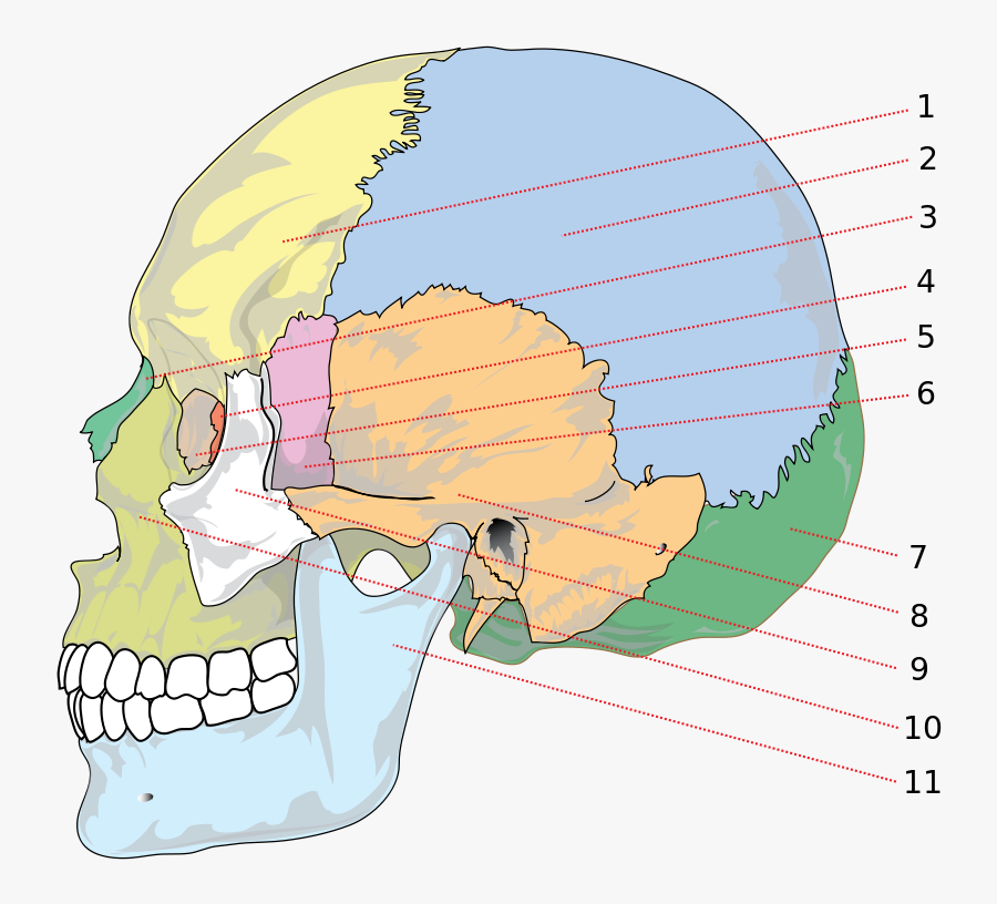 Different Parts Of Head, Transparent Clipart