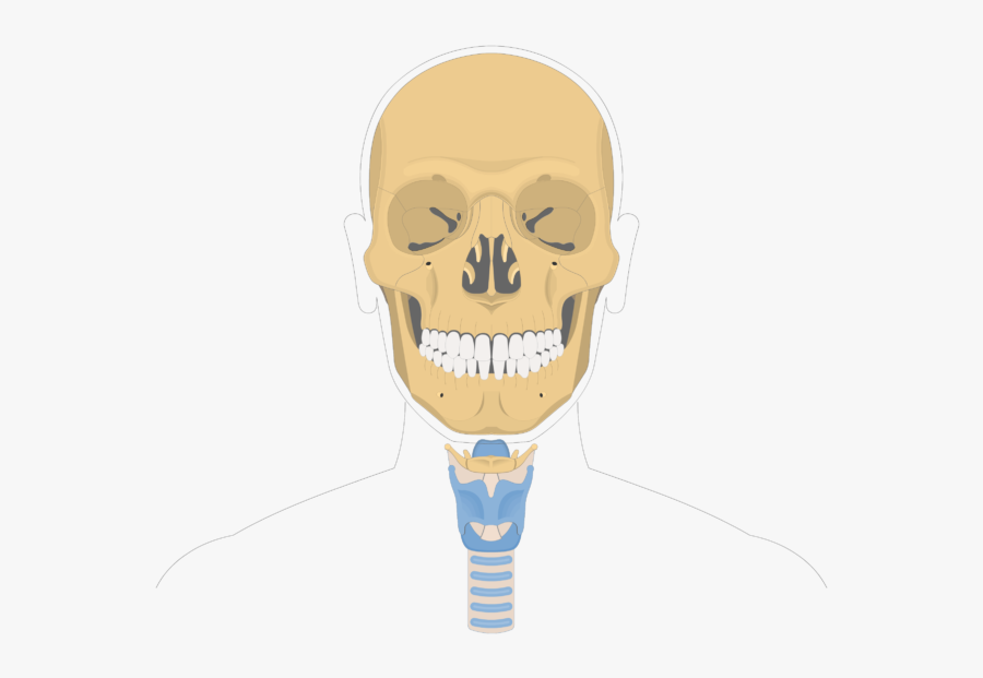 Hyoid Bone Overview-4 - Squamous Part Frontal Bone, Transparent Clipart
