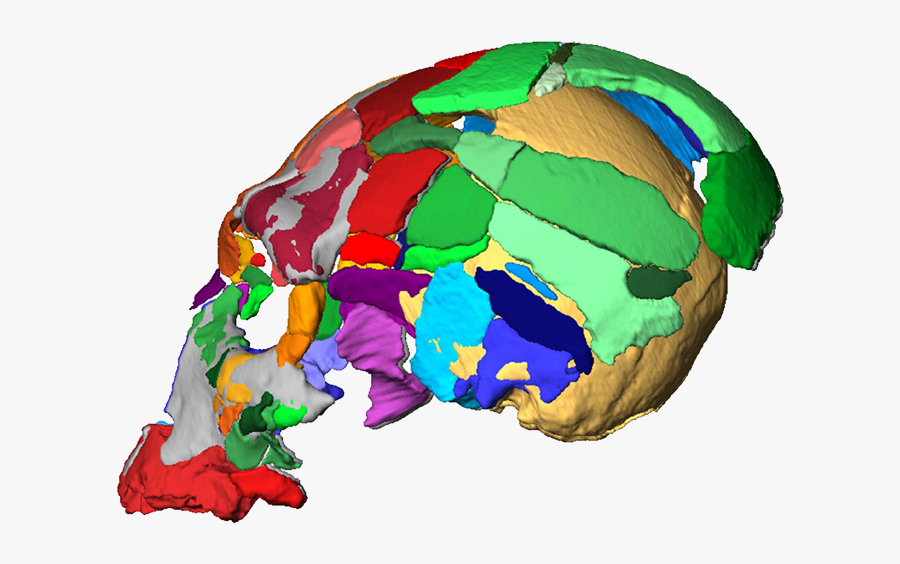 Illustration, Transparent Clipart