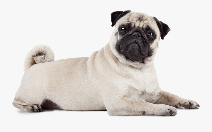 P Home Page Pug Position 1 Big - Relax Dog Transparent Background, Transparent Clipart