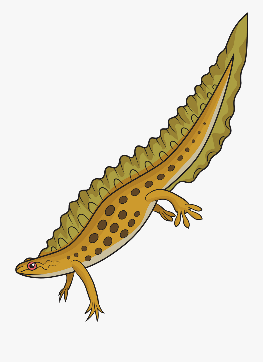 Greater Short-horned Lizard, Transparent Clipart