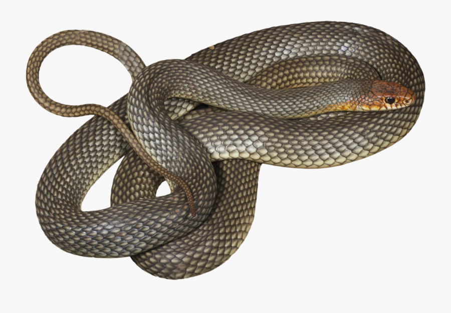 Boa Constrictor Png - Smooth Earth Snake, Transparent Clipart