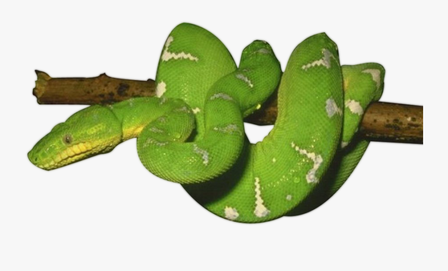 Smooth Greensnake Png Images - Transparent Background Green Snake Png, Transparent Clipart