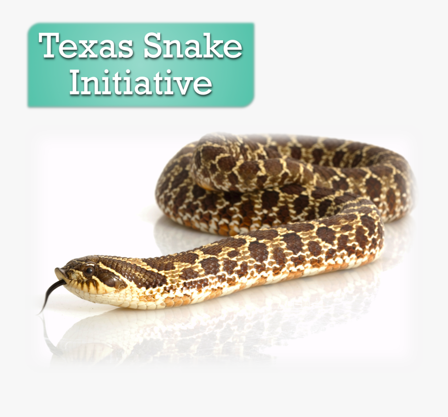 Transparent Rattlesnake Png - Smooth Earth Snake, Transparent Clipart