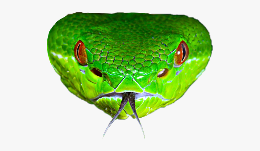 Crotalo Del Bambù, Transparent Clipart