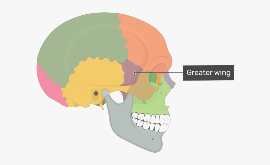 Orbital Surface Of The Greater Wing Is The Smooth, - External Acoustic Meatus Labeled On Skull, Transparent Clipart