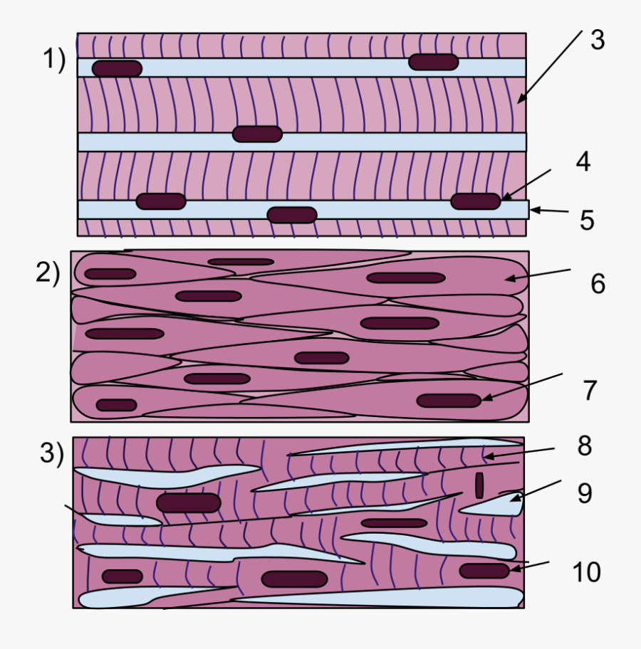 Muscle Tissue - Skeletal Muscle Cells Membrane, Transparent Clipart