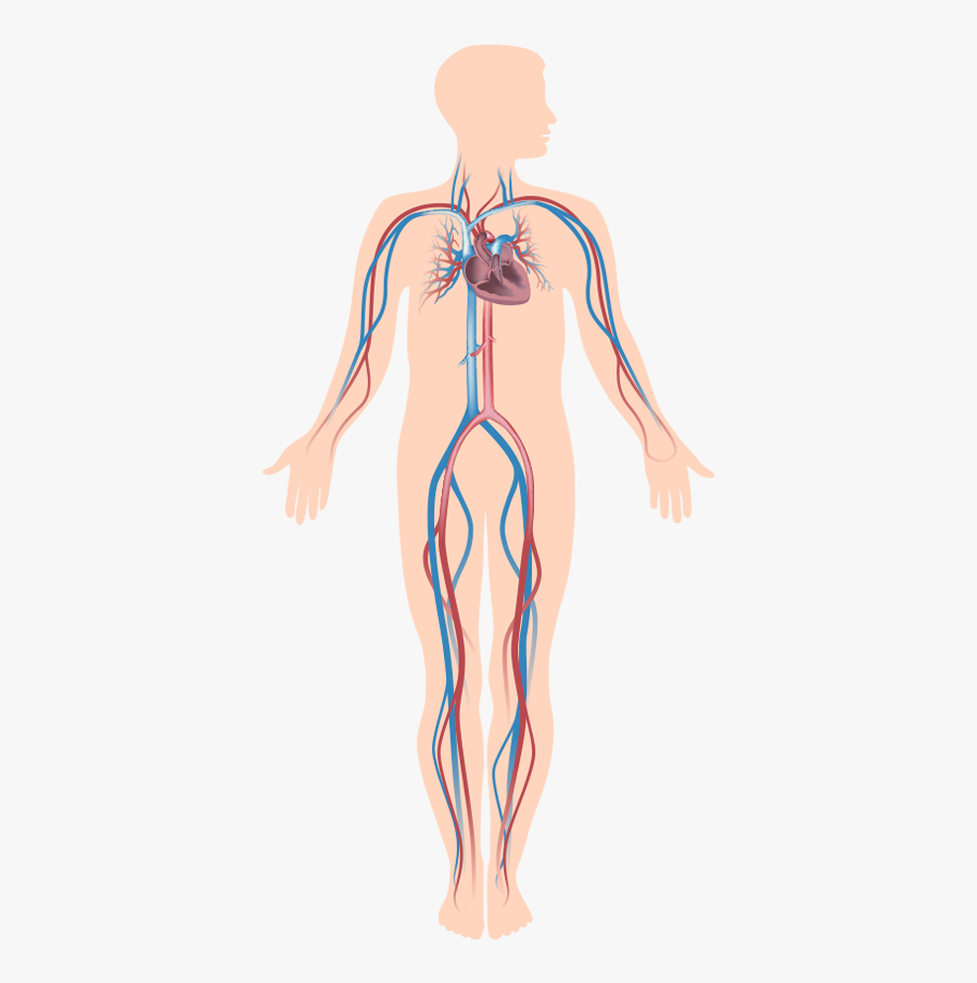 Man - Circulatory System, Transparent Clipart