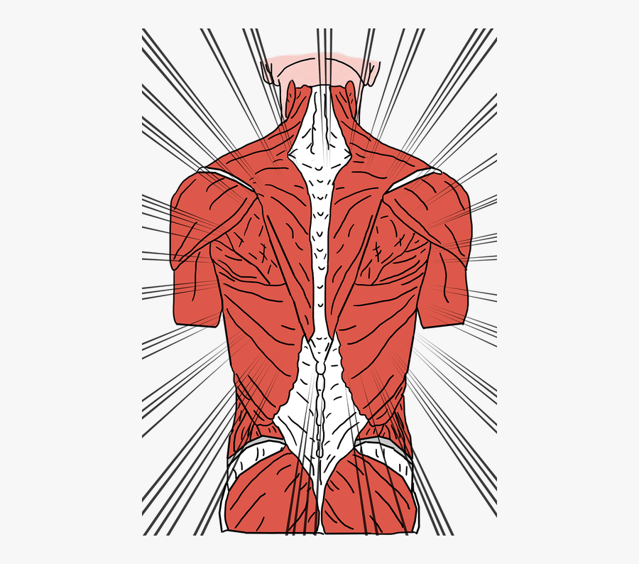 Back Pain Backache Back Ache - Back Muscles, Transparent Clipart