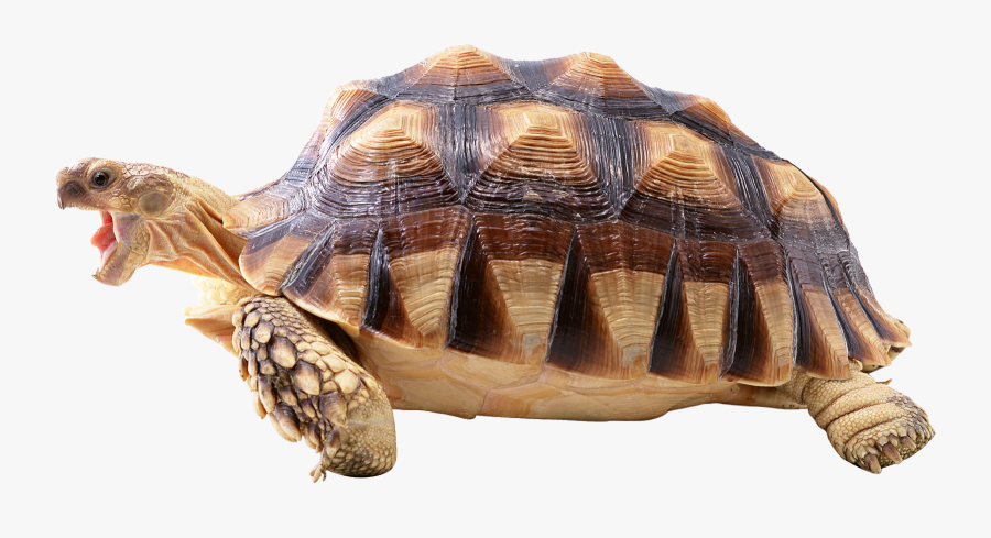 Fast Turtle, Transparent Clipart