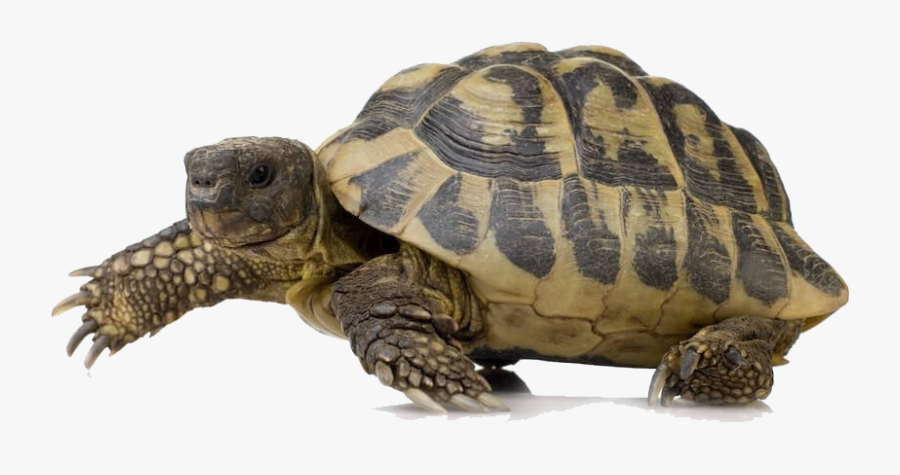 Turtle Png Clipart - Turtle Png, Transparent Clipart
