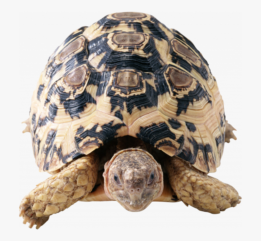 Transparent Gopher Tortoise Clipart - Dördüncü Tekil Şahıs, Transparent Clipart