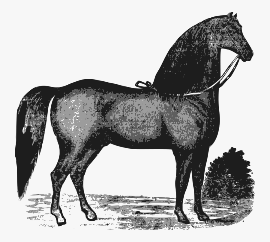 Elegant Horse - Clip Art, Transparent Clipart