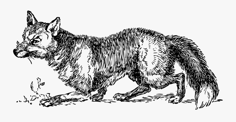 Transparent Arctic Fox Clipart - British Wildlife Word Search, Transparent Clipart