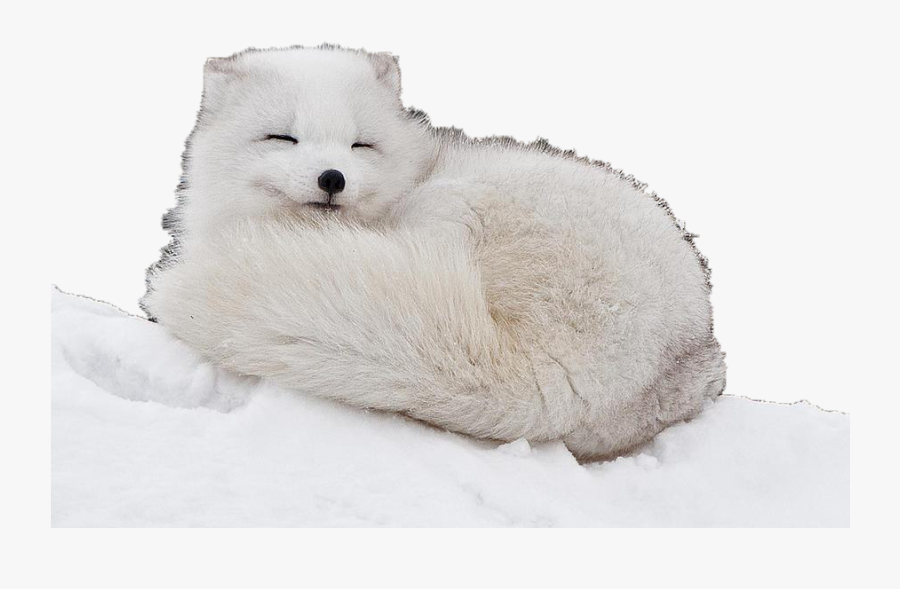 Transparent Arctic Fox Png - Cute Baby Arctic Fox, Transparent Clipart