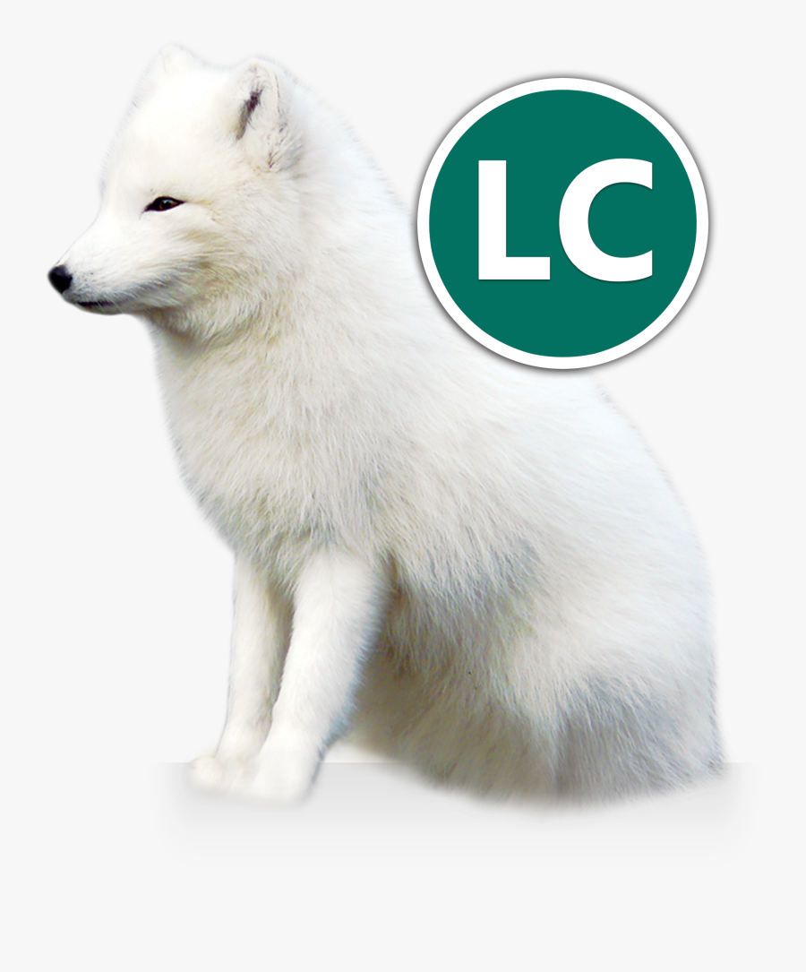 Arctic Fox And Owner, Transparent Clipart