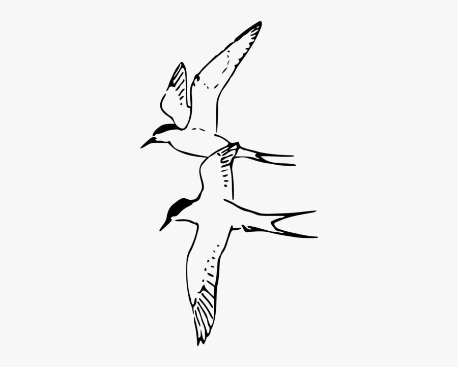 Art,monochrome Photography,fish - Arctic Tern Black And White, Transparent Clipart