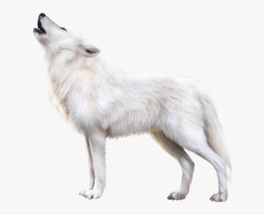 Arctic Fox Png Download Image - Canis Lupus Tundrarum, Transparent Clipart