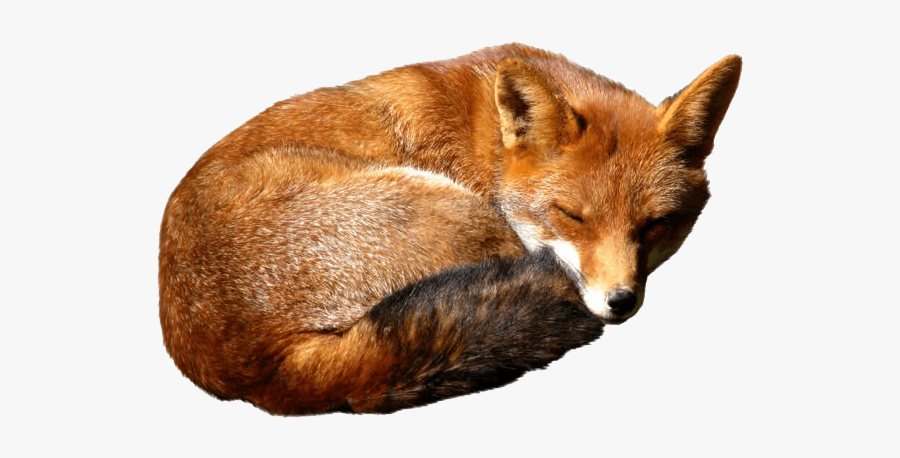 Fox Transparent, Transparent Clipart