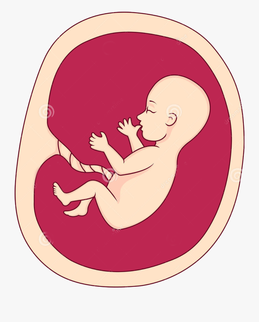 Infant Clipart Baby Fetus - Fetus Png, Transparent Clipart
