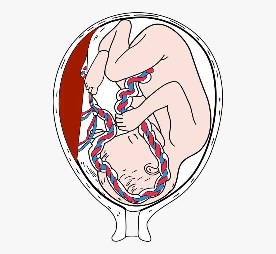 Emotion,art,human - Placenta Clipart, Transparent Clipart