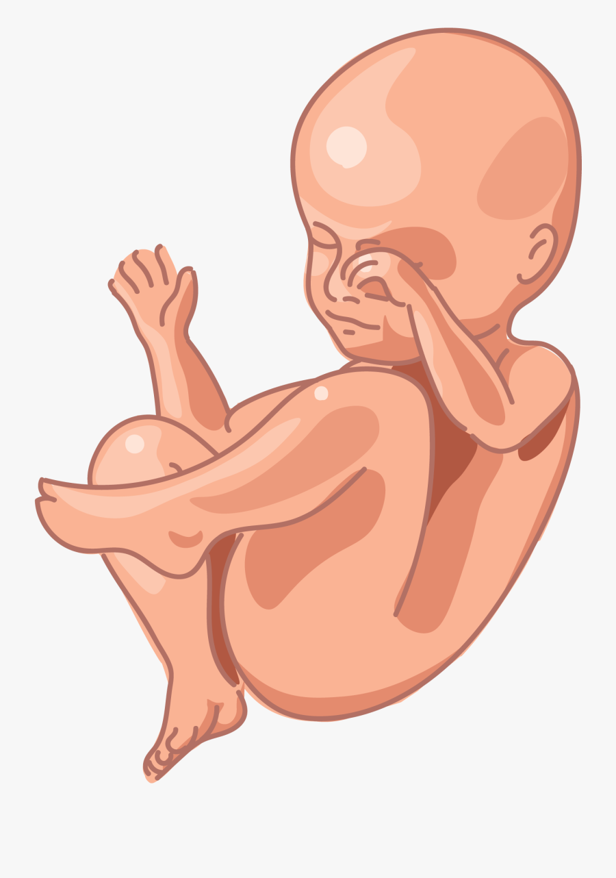 Image Of A Fetus At 28 Weeks Of Development - Cartoon, Transparent Clipart