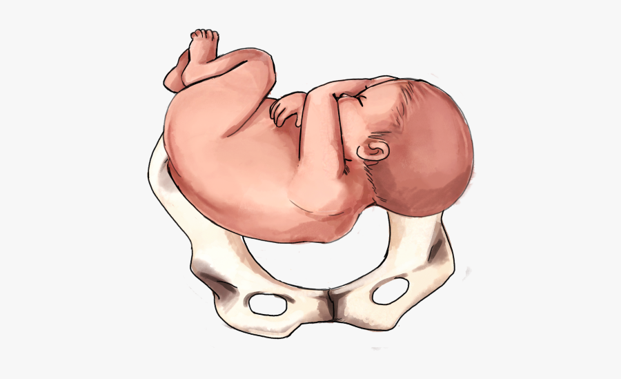 Clip Art The Ultimate Guide To - Left Lateral Position Baby, Transparent Clipart