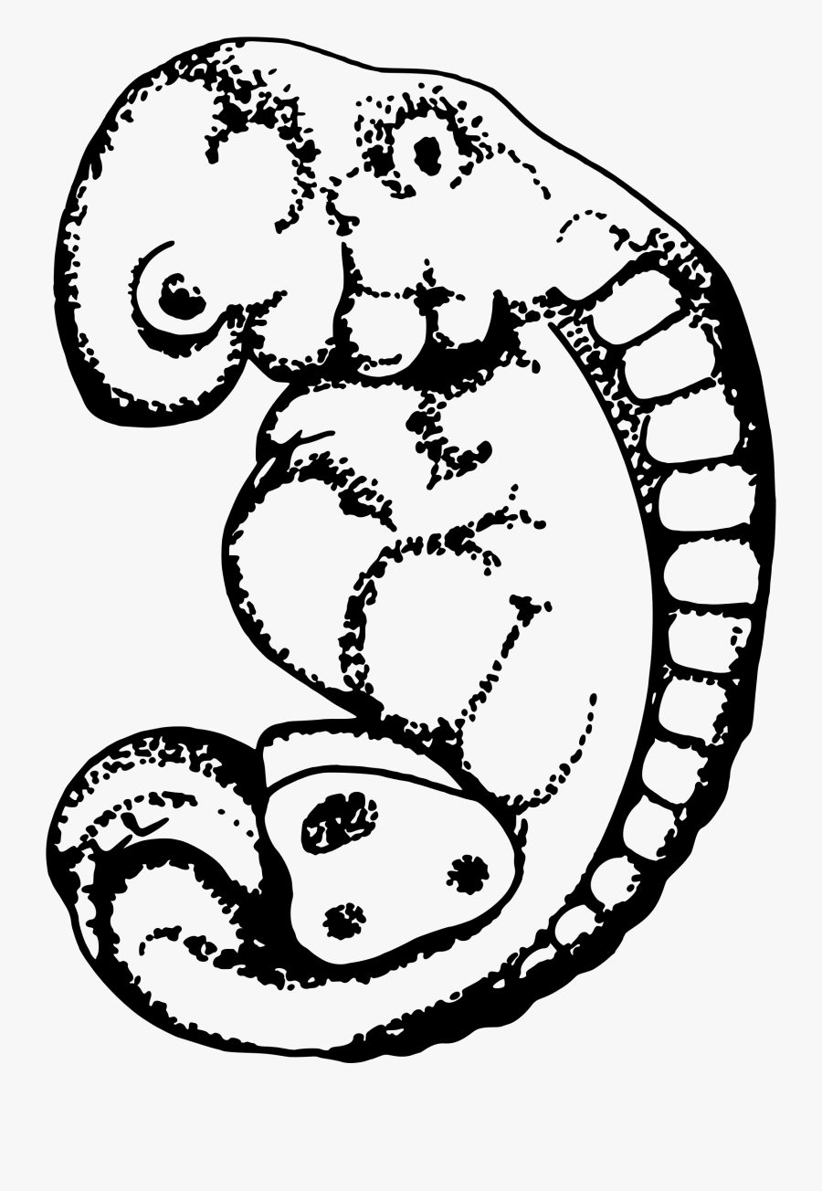 Line Art,fictional Character,art - Embryo Black And White, Transparent Clipart